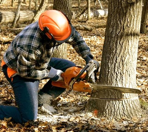 Tree Removal in Macon, IL